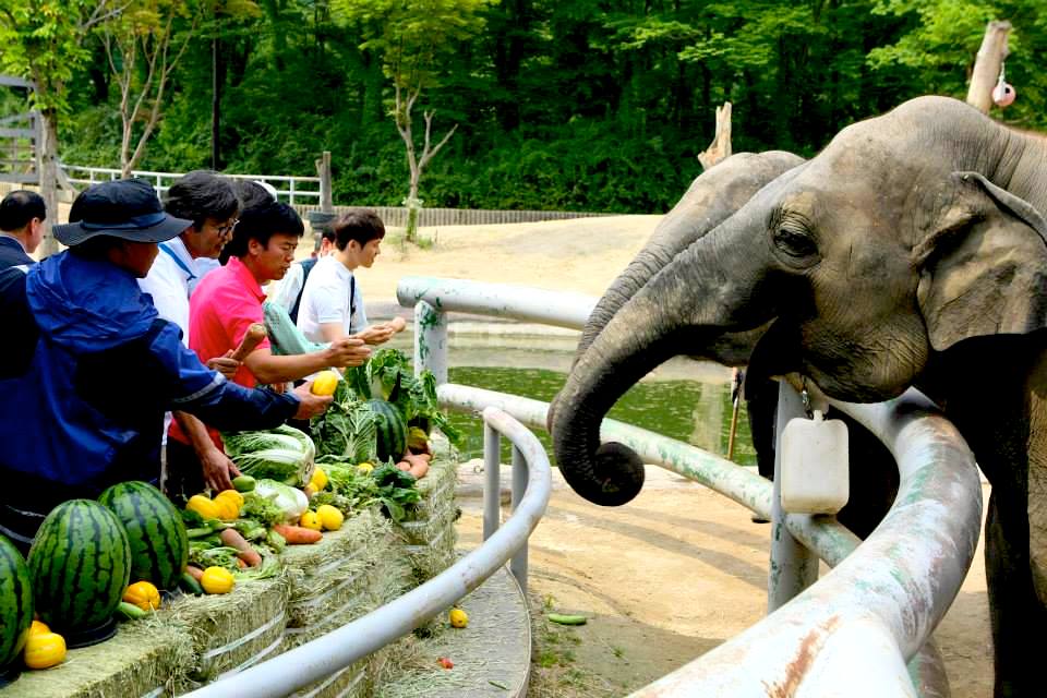 Слонов можно кормить в Сеульском зоопарке